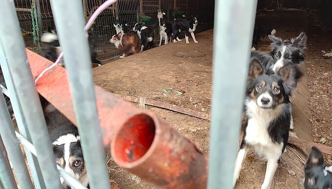 19 chiens sauvés et des cadavres retrouvés dans une exploitation laitière à l’abandon