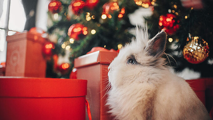  Ces cadeaux de Noël… qu’on abandonne