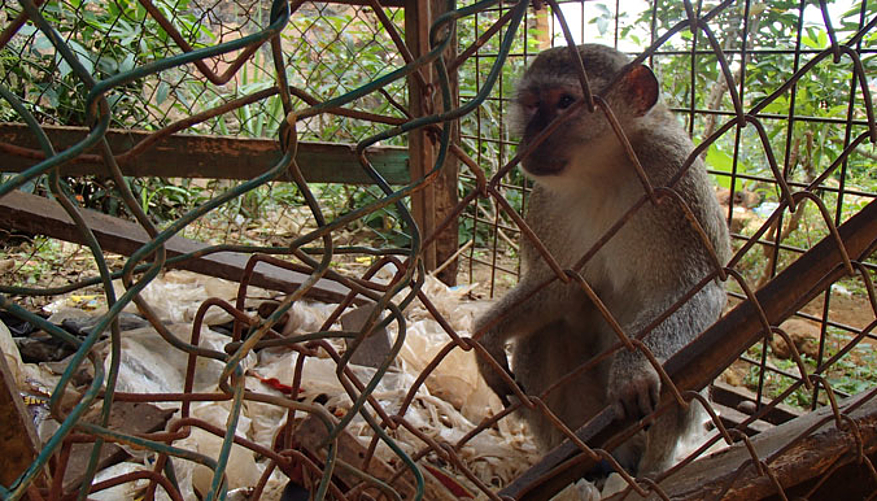 Les singes sont détenus dans de mauvaises conditions. © Amandine Renaud - P-WAC