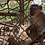 Les singes sont détenus dans de mauvaises conditions. © Amandine Renaud - P-WAC