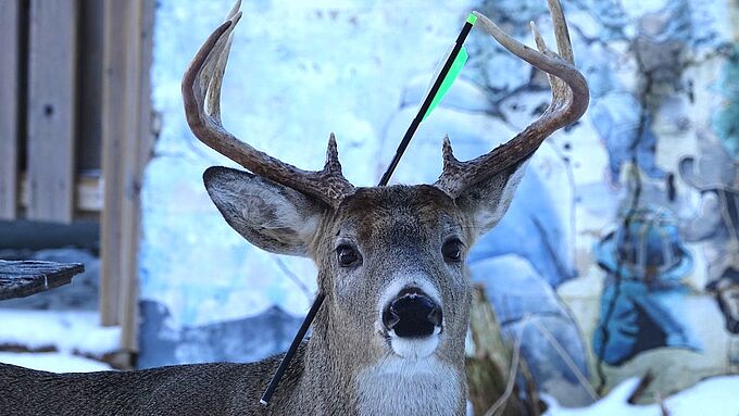 Ce cerf ne craignait pas les humains : il a reçu une flèche en pleine tête !