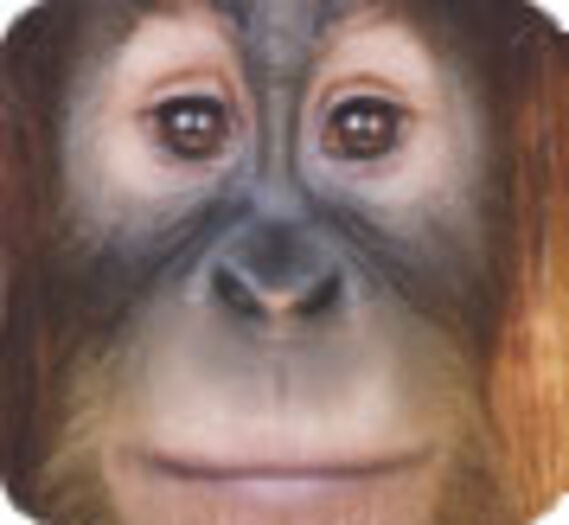 Portraits de singes