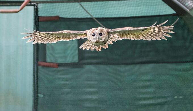 Des chouettes retrouvent leur milieu naturel