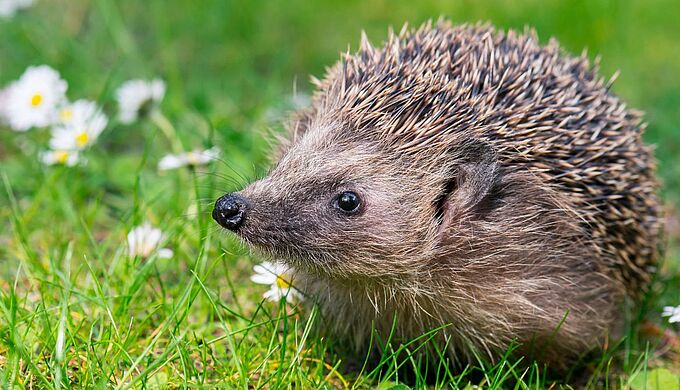 5 clés pour protéger le hérisson dans nos jardins