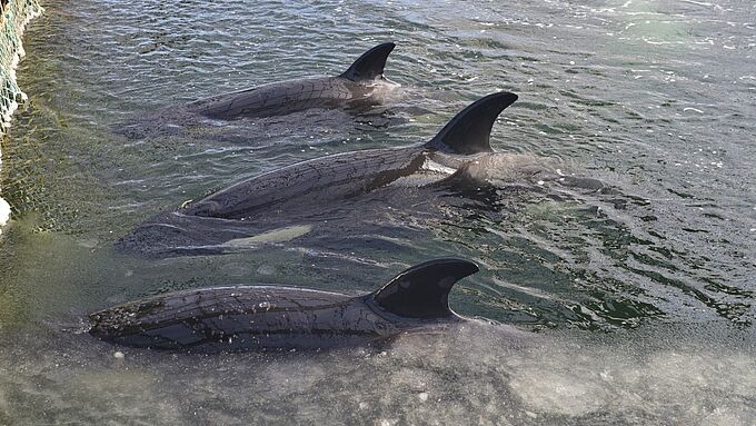 En Russie, la tristement célèbre « prison des baleines » en passe d’être démantelée ?