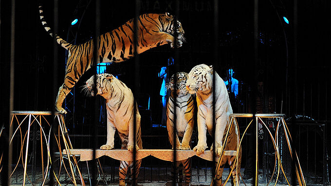 Des sénateurs se positionnent à leur tour contre les cirques avec animaux sauvages. A quand une action gouvernementale ?