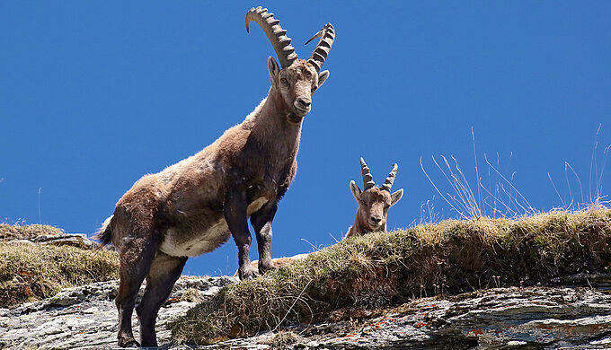 Bouquetins du Bargy : des animaux sains pourront être abattus, contre l'avis de l'opinion !