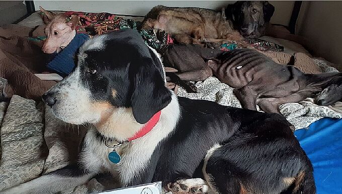 La Fondation 30 Millions d’Amis recueille une trentaine de chiens victimes de maltraitance