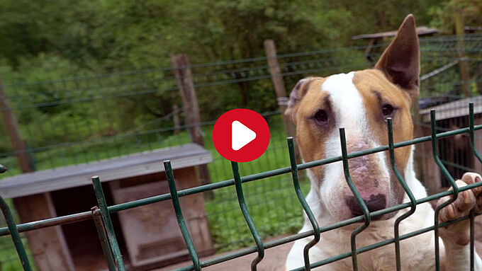 Saisis dans un élevage clandestin, 16 « molosses » en piteux état