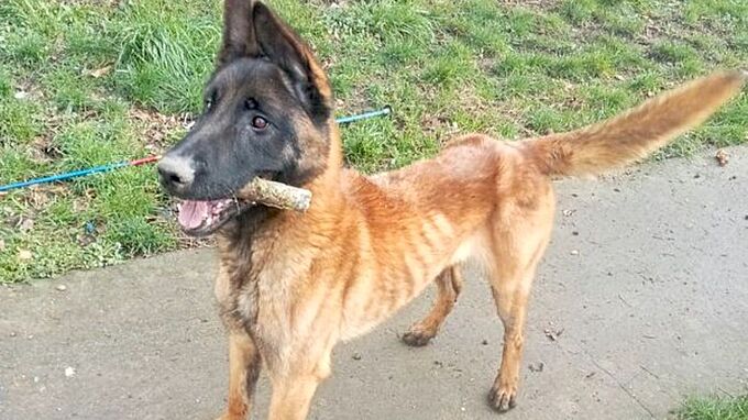 La Fondation 30 Millions d’Amis au secours d’un malinois malnutri