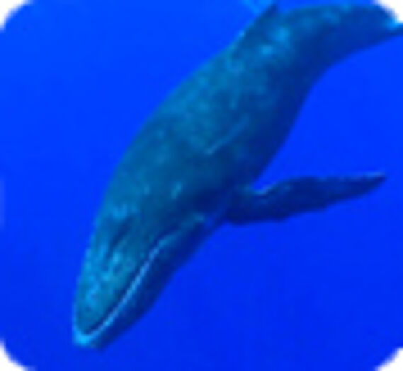 baleine en plein océan