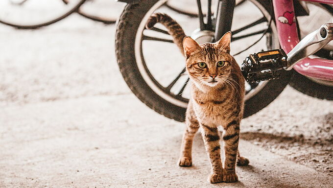 Le président des chasseurs veut piéger les chats éloignés des habitations : la réponse cinglante de Reha Hutin