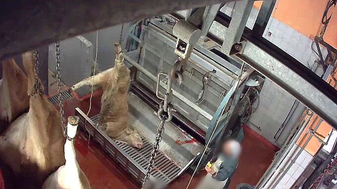 Les députés sur le point de reculer sur la vidéosurveillance dans les abattoirs ?
