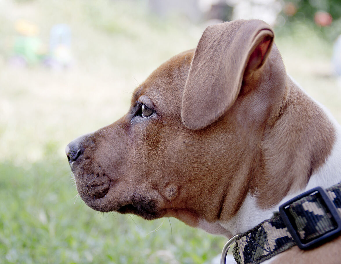 Jugée pour avoir laissé mourir son chien