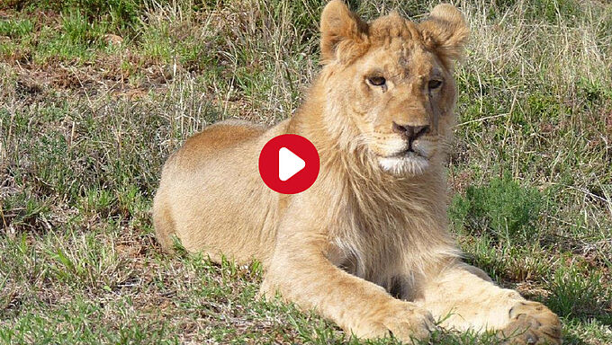 Heureux qui, comme King, a fait un beau voyage…