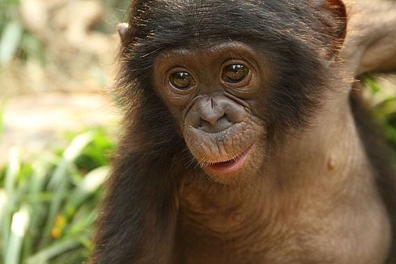La Fondation finance une nurserie pour bonobos