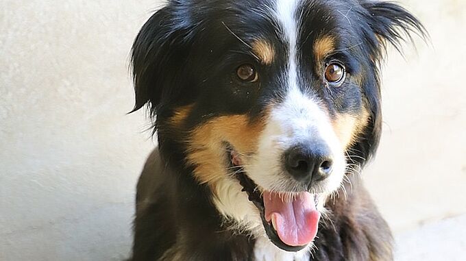 Opération Doyens : abandonné et amaigri, Dakota trouve enfin une famille affectueuse