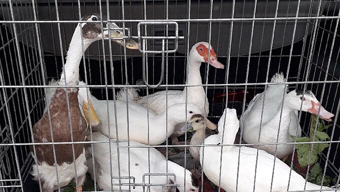 80 animaux détenus dans des cages dans le Pas-de-Calais. La Fondation 30 Millions d'Amis leur vient en aide