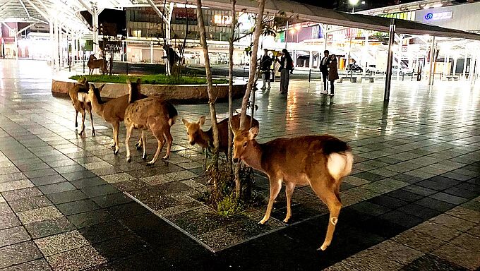 Coronavirus : paradoxalement, certains animaux sauvages mis en danger par l'absence de touristes