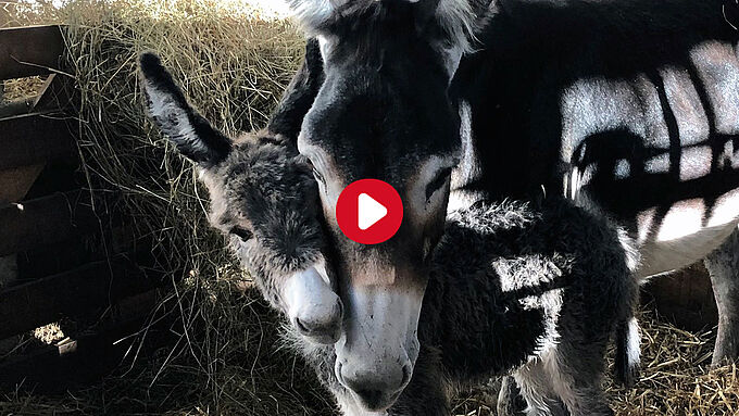 Après avoir été sauvée, une ânesse donne naissance dans notre refuge
