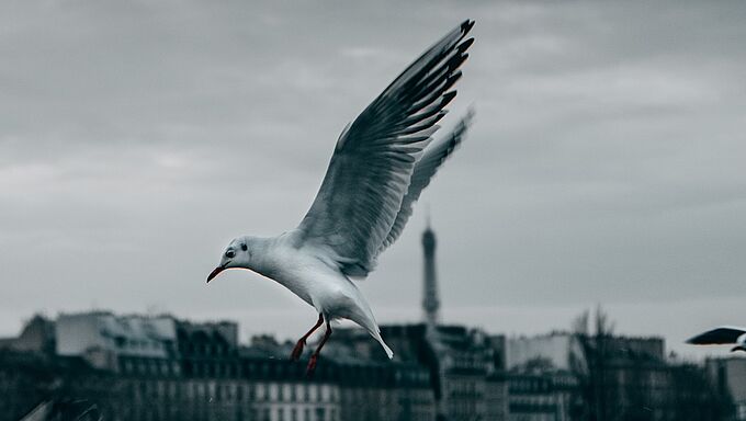 Une lueur d'espoir dans la tourmente ! Quand le confinement profite aux animaux sauvages des villes