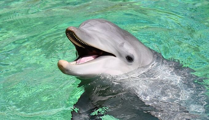 Les dauphins de Marineland bientôt au zoo de Beauval ?