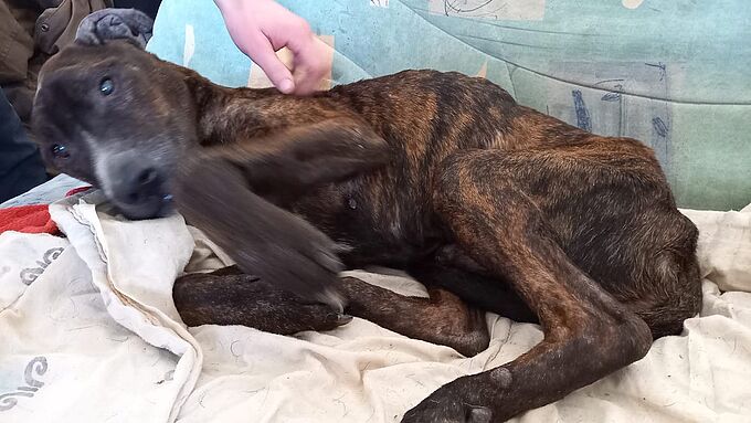 Sauvé de l'euthanasie, ce vieux chien squelettique cherche une famille d'accueil qui s'occupera bien de lui