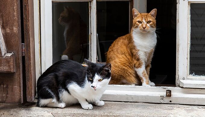 Un jeune homme reconnait avoir tué une vingtaine de chats en Maine-et-Loire