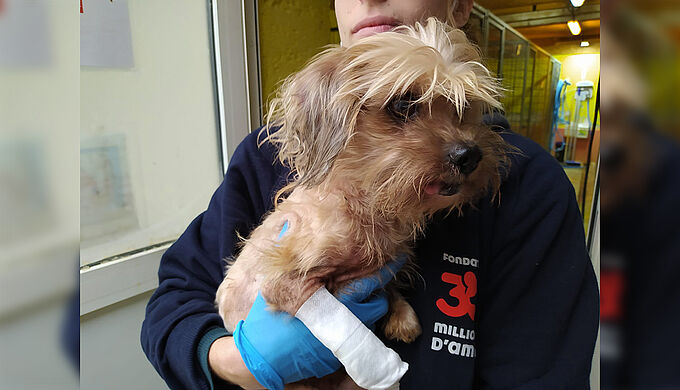 Sauvetage par 30 Millions d'Amis d’un chien aux pattes nécrosées… la justice classe l’affaire sans suite !