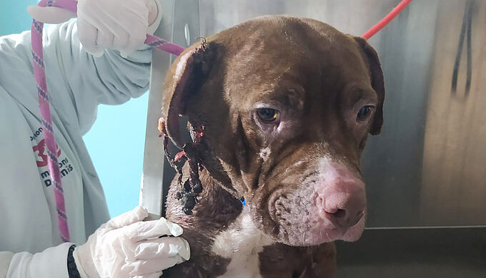 « Il est libre Max ! », la Fondation 30 Millions d'Amis sauve un chien couvert de morsures