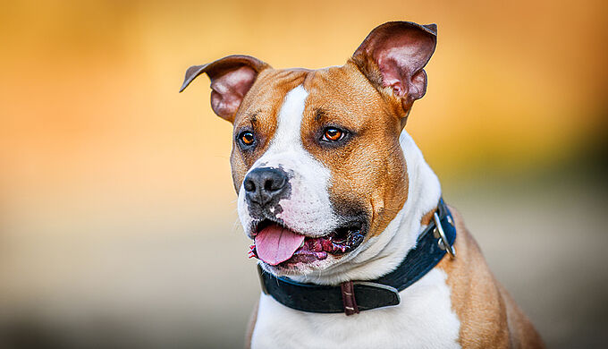 Le Conseil d'État consacre « le droit à la vie » d'un chien