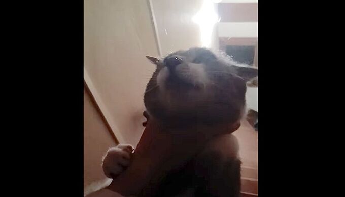 Il se filme étranglant un chat : 6 mois ferme