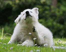 Les allergies touchent aussi nos animaux de compagnie