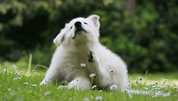 Les allergies touchent aussi nos animaux de compagnie