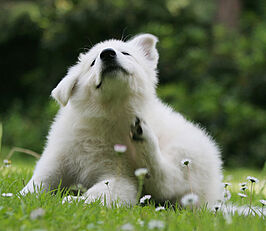 Les allergies touchent aussi nos animaux de compagnie