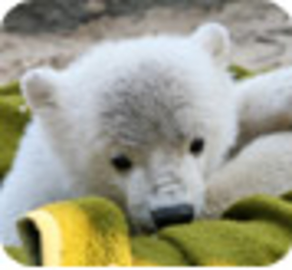 L’ours Knut victime de l’Homme ?