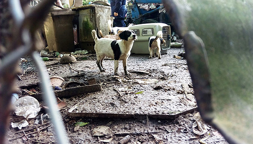 Une partie des chiens vivaient sur un terrain rempli d'immondices. © 30 Millions d'Amis