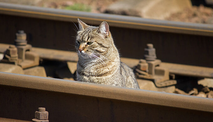 Trafic interrompu Gare de Lyon pour sauver un chat : la SNCF aurait-elle retenu la leçon ?