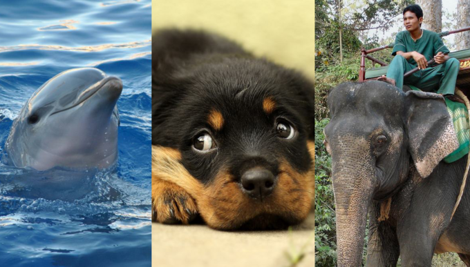 5 raisons d’espérer pour les animaux en 2020