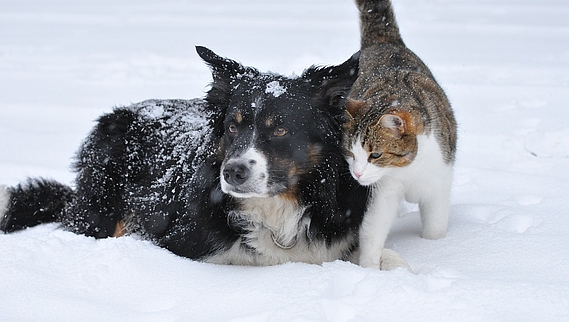 La neige, un danger potentiel pour nos animaux !