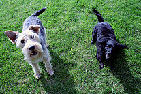 10 comportements canins décryptés