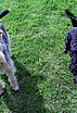 10 comportements canins décryptés