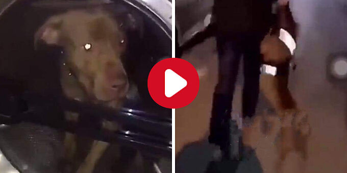 Battu sur Snapchat, ce chien a été sauvé par la Fondation 30 Millions d'Amis