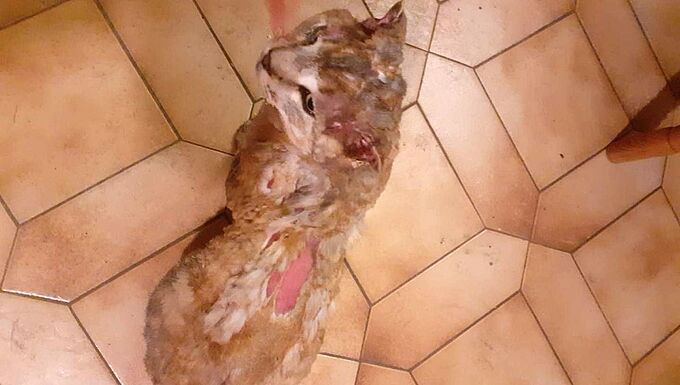 Le cri du cœur d’une maîtresse pour son chat torturé et brûlé. 30 Millions d'Amis se porte partie civile