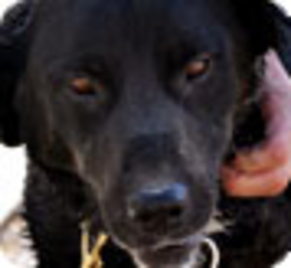 Sabi, chienne renifleuse d'engins explosifs retrouvée saine et sauve 14 mois après sa disparition