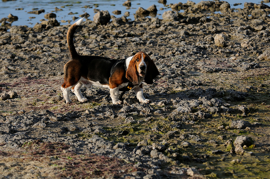 Jasper fait le touriste sur une plage de l'Hérault. © Jean-Luc P.