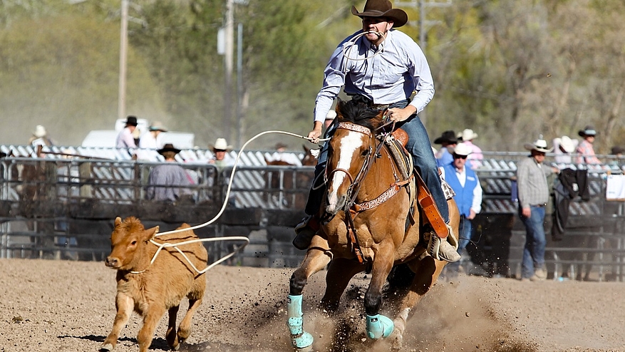 Aux Etats-Unis et au Canada, les rodéos se célèbrent aux dépens du bien-être des veaux et des chevaux./©Pixabay