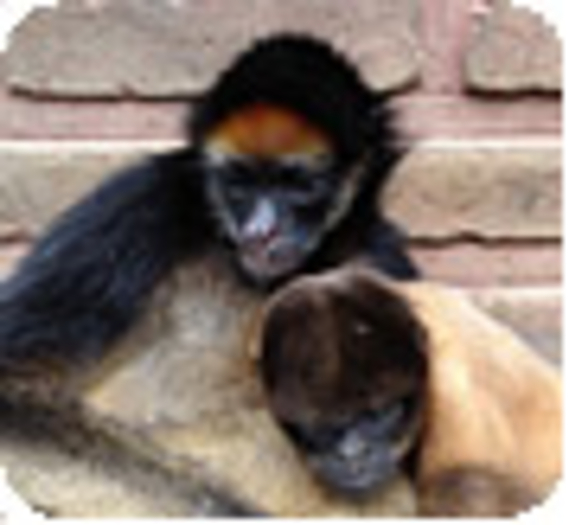 La Fondation protège aussi les singes d'Equateur