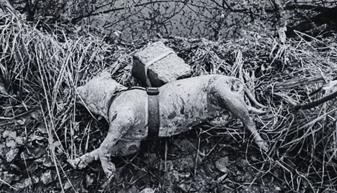 Il attache sa chienne à un parpaing et la noie