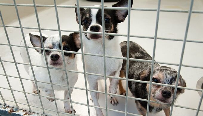 Les refuges face à l’afflux d’animaux à recueillir